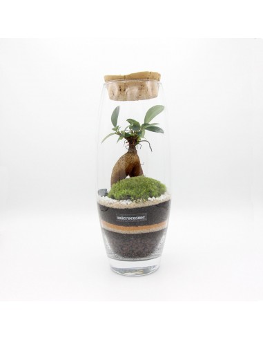 Terrarium Virgile vous aussi creer 