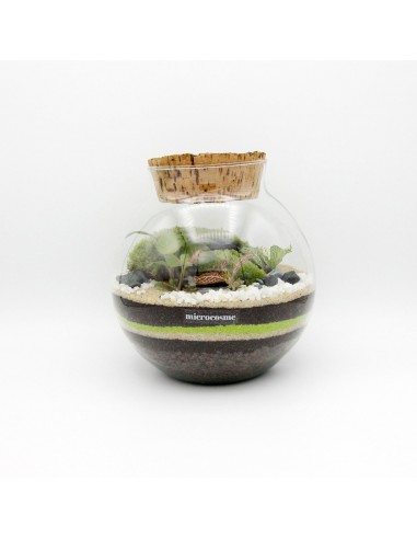 Terrarium Octave Junior les ligaments