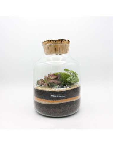 Terrarium Célien Junior solde