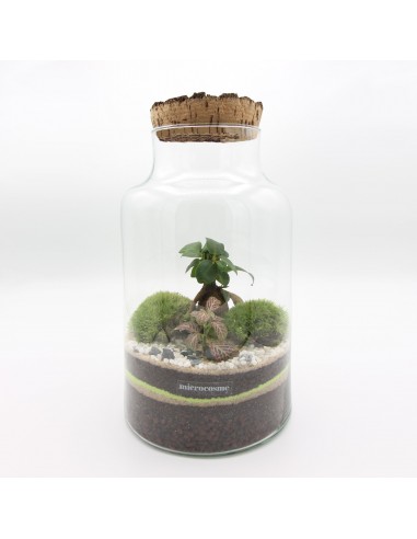 Terrarium Célien Médium Venez acheter