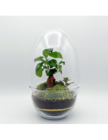 Terrarium Hector Economisez 