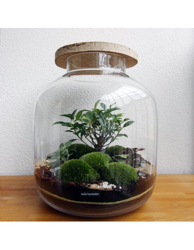 Terrarium Emile de pas cher