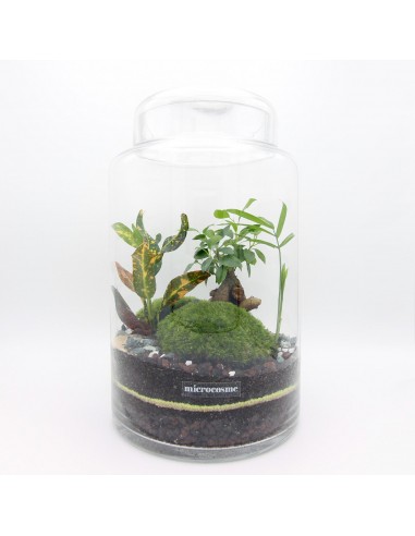 Terrarium Léon offre 